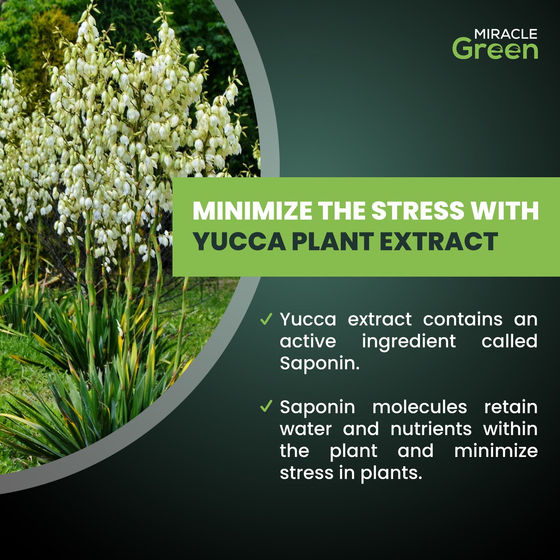 plant food for indoor yucca Miracle Green Fast-Acting Liquid Plant Food (8 oz) – Miracle Lab